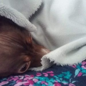 Meet your Posher, Felipa